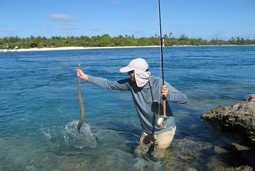 Cornetfish on large popper, Maupiti