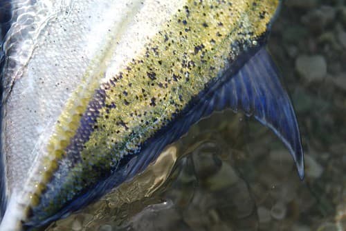 Bluefin trevally back, Huahine