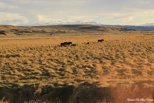 Sur la route, Islande (3)
