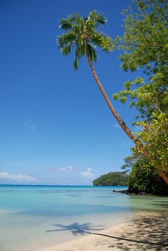 Coconut tree and lagoon, Huahine