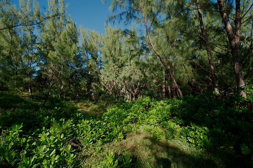 Nature Réunion