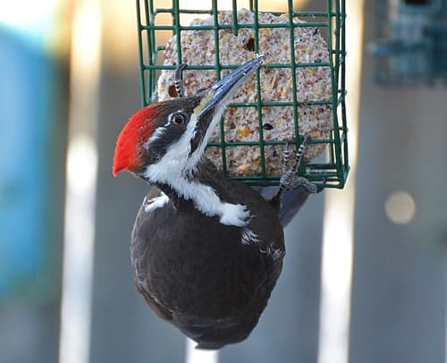Be Still My Heart! A pileated woodpecker flew right beside me!