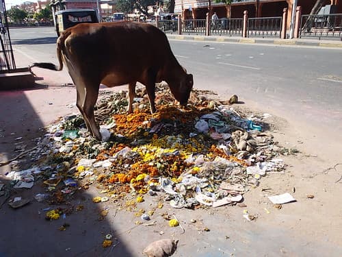 Jaipur