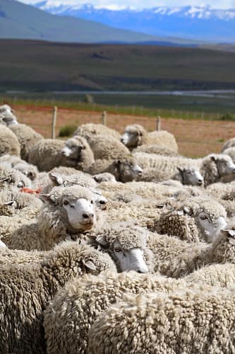Patagonian Sheep, Chile