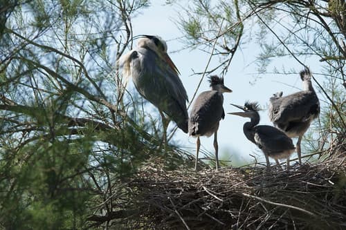 Ardea cinerea