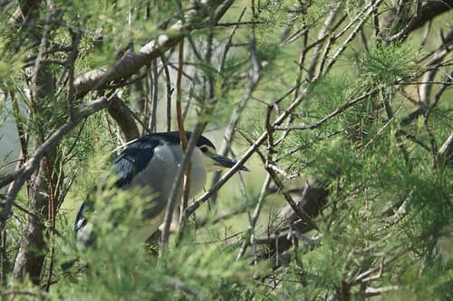 Nycticorax nycticorax