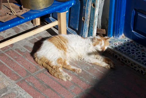 Cats, Essaouira, Maroc