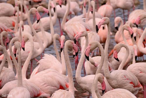 Flamencs