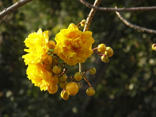 Luang Prabang Botanic Gardens