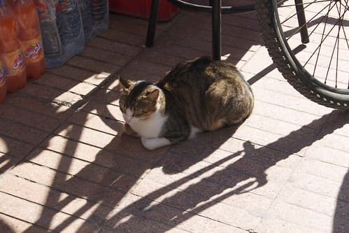 Cats, Essaouira, Maroc