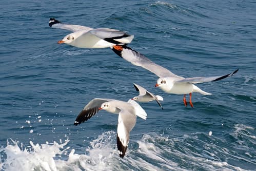 Seagulls over the Bay of Bengal #2