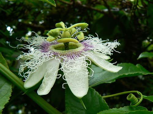 Passiflora