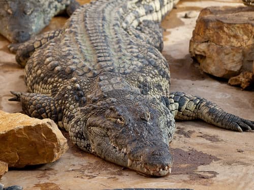 Crocodile