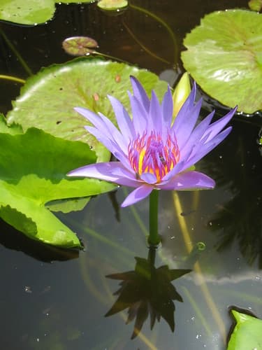 CAMBODGE - Phnom Penh - Nénuphar