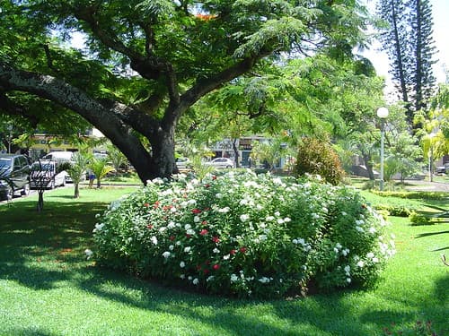 Jardins de la mairie, Saint Pierre