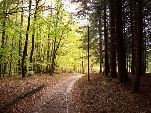 Herfstgeel