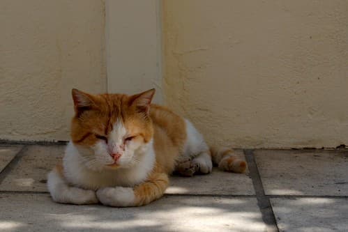 Sleeping cat