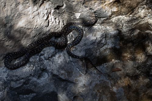 Snake  | 110513-4052-jikatu