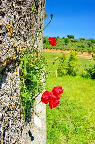 Corse du Sud, sur la route de montagne entre Porto-Vecchio et Sartène 24 Carbini, l'église romane