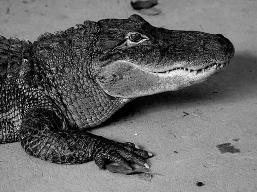 Alligator