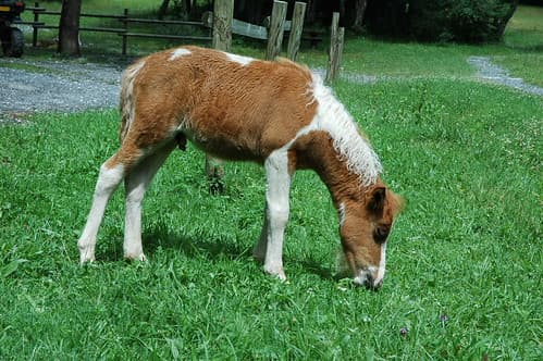 Sixt-Fer-à-Cheval
