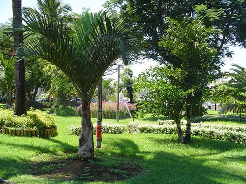 Jardins de la mairie, Saint Pierre