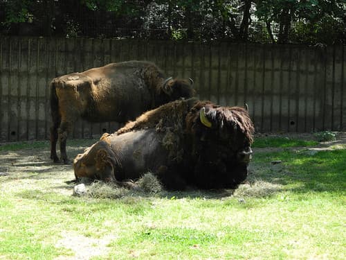 Bison sp.