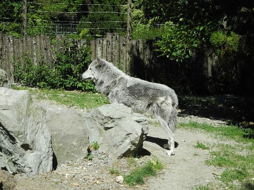 Canis lupus