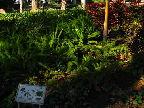 Garden in a Park, Malaga, Costa del Sol, Spain