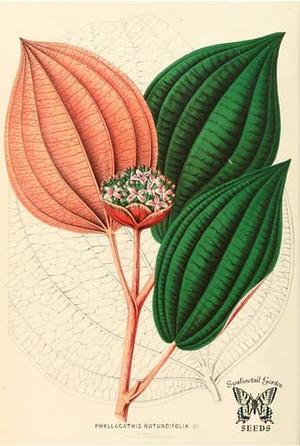 Tapak Sulaiman, or Solomon's Sole (1861)