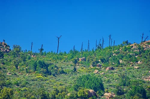Corse du Sud, la montagne quatre ans après un incendie au dessus d'Arragio près de Porto-Vecchio