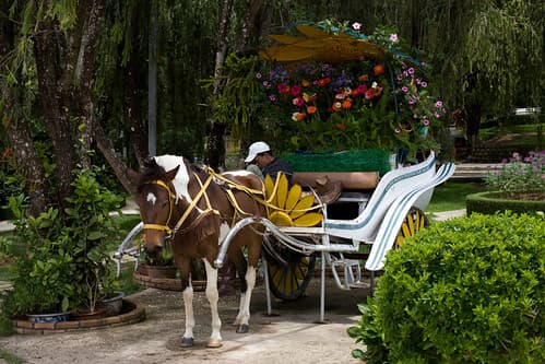 Sleeping Man with Horse and Carriage at the Dalat Flower Garden