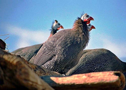 Tunisian Guinea-Fowl