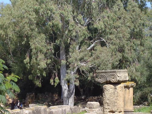 Tipaza Algerie — photo de trippiit