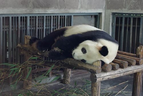 Panda !
