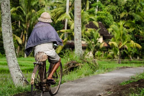 Rice paddy cycling.