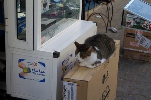 Cats, Essaouira, Maroc