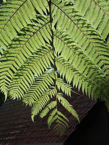 Sous la fougère arborescente