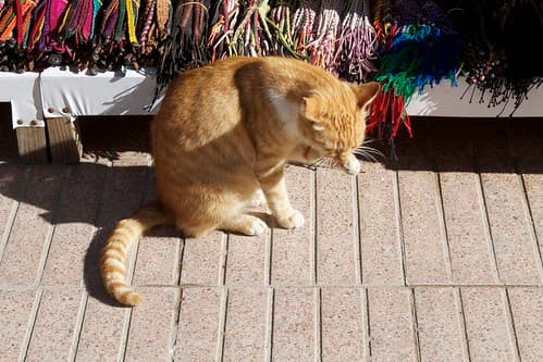 Cats, Essaouira, Maroc