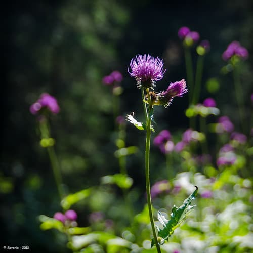 _DSC7829_Dolomite_08_2012