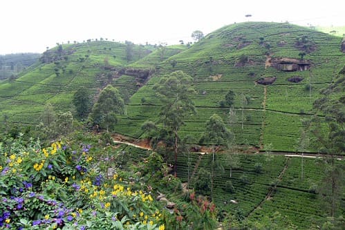 Tea Plantation - Nuwara Eliya - Sri Lanka