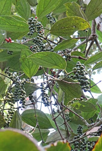 Poivrier (Kerala, Inde)