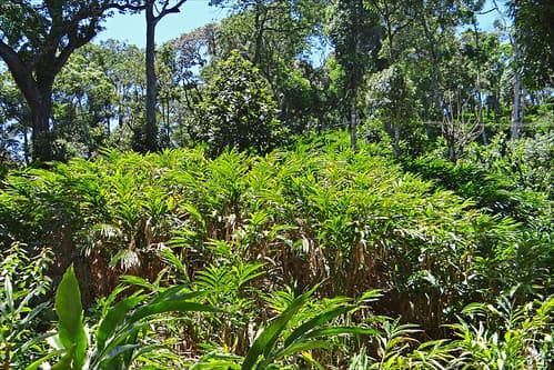 Plantation de cardamomes (Kerala, Inde)
