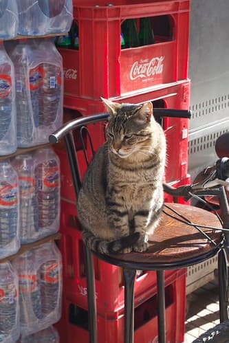 Cats, Essaouira, Maroc