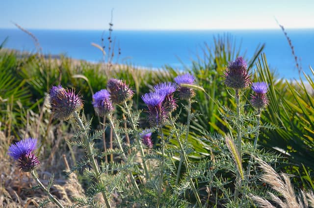 Côte Atlantique
