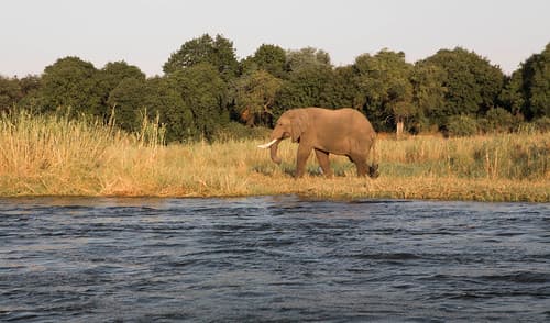 4Y1A0907 Zambezi
