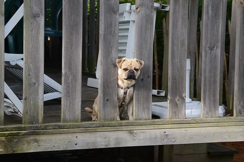 Guard Dog, Lacanau Ocean, France