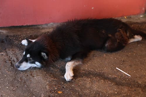 Sleeping dog