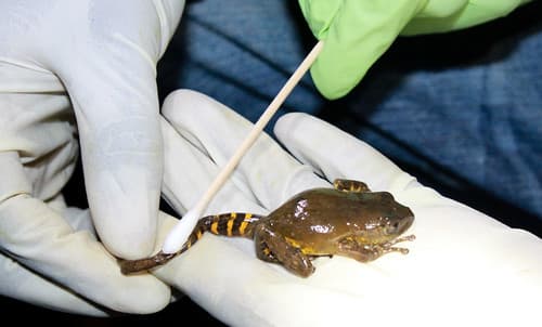 Swabbing frogs for Bd in Gabon