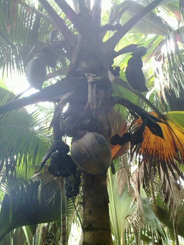 nuts of de mai